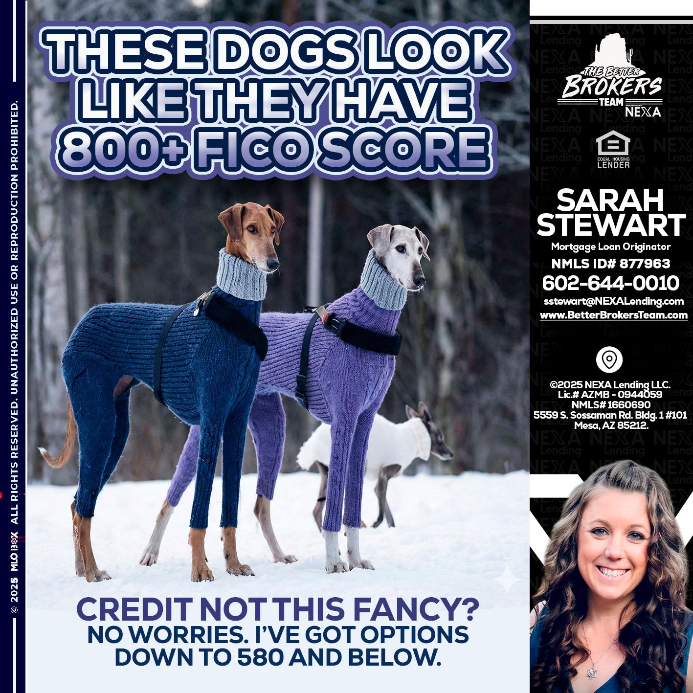 THESE DOGS LOOK - Sarah Stewart -Mortgage Loan Originator
